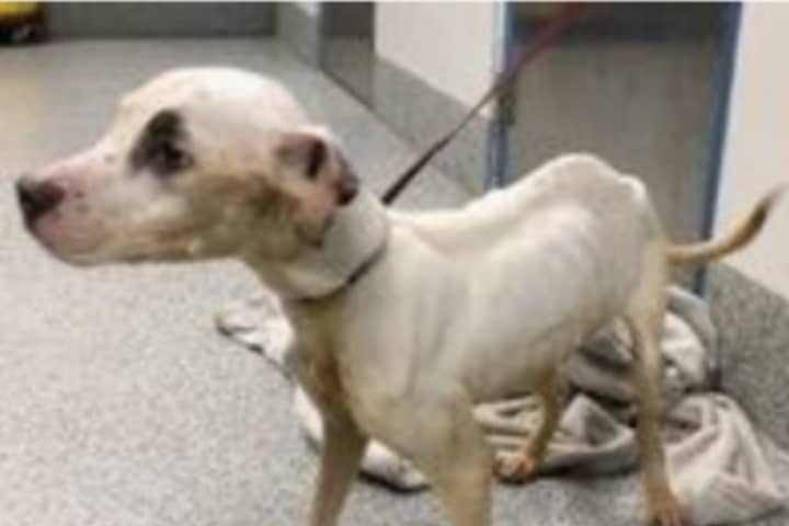Man Sporting Motorcycle Club Cut Abandoned Emaciated Dog In Woodbridge Park, Police Say