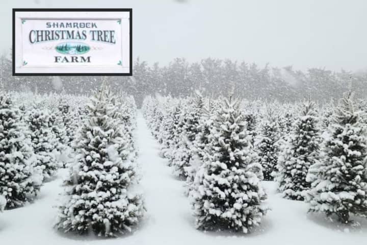 Christmas Tree Farm Shutters In Mattituck Due To Shortages