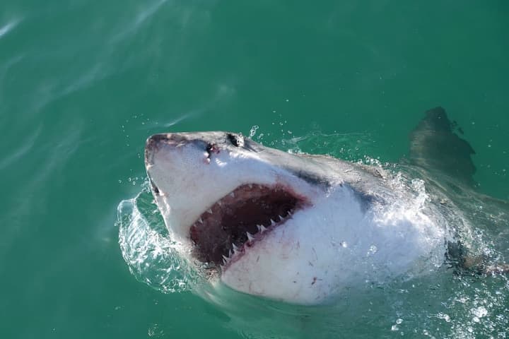Shark Spotted Off Coast Of Nahant Beach, Swimmers Warned