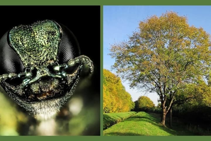 Beetles Are Coming For Your Ash Trees, Wyckoff