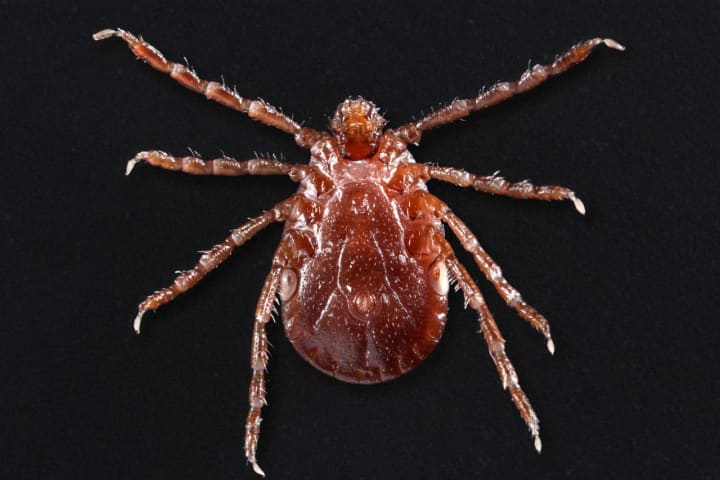 Alert Issued After Tick Species Found To Be Established In Fairfield