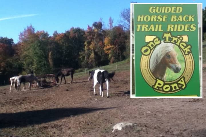 Man Assaults Employee At Horse-Riding Business In Region, Police Say