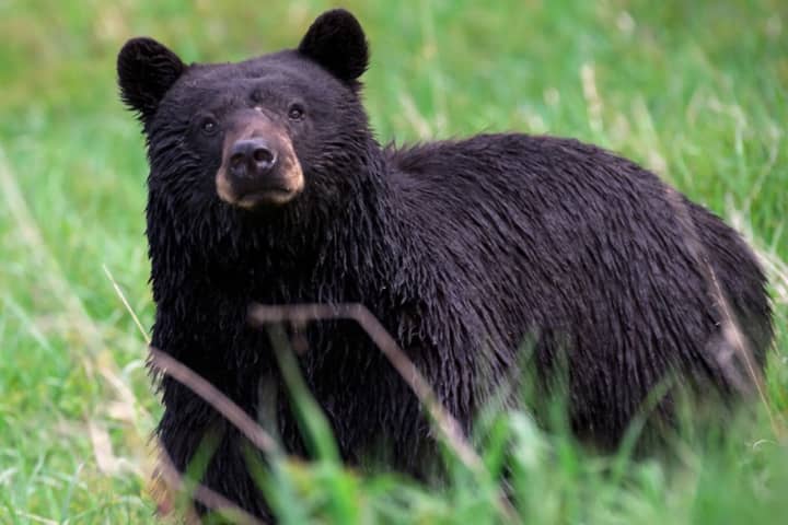 Black Bear That Attacked 10-Year-Old Morris Boy Tested For Rabies