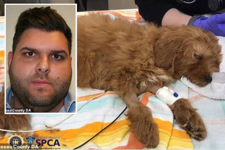 'One Of The Worst We've Seen': Mineola Man Who Killed 2 Puppies, Injured Third Sentenced