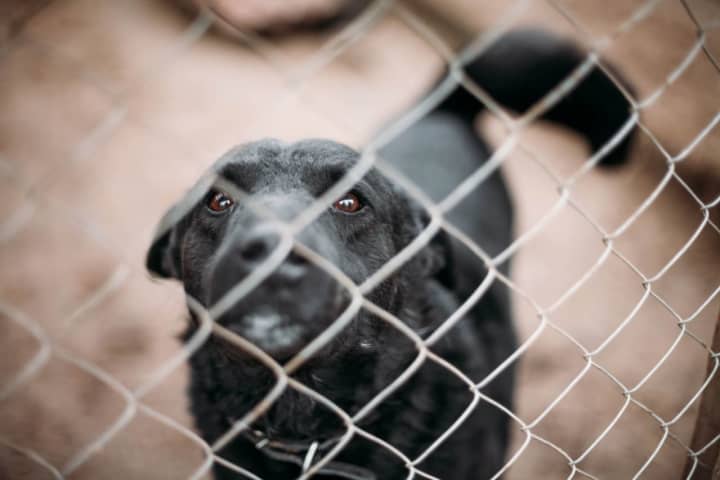 Forestville Man Admits To Destestable 'DMV Board' Dogfighting Conspiracy In Region