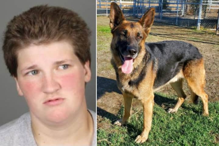 Woman Killed German Shepherd In Albany For 'No Justifiable' Reason, DA Says