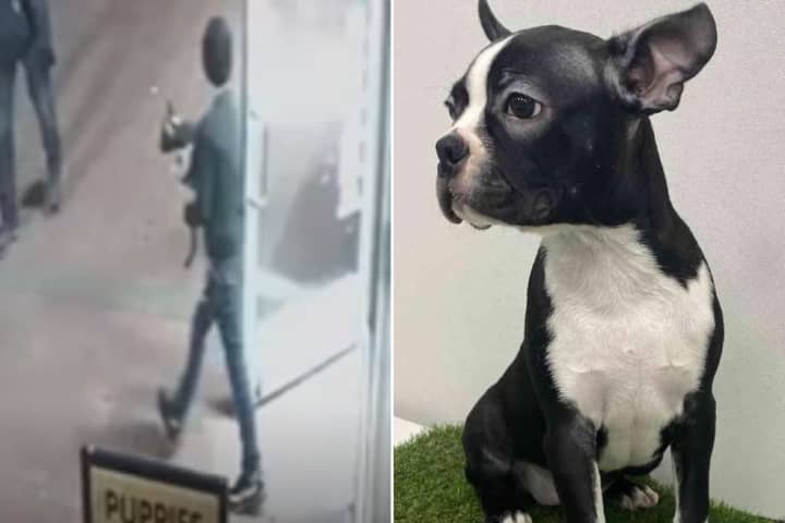 Watch: Moment Boy Steals Puppy From New Hyde Park Pet Store Caught On Video