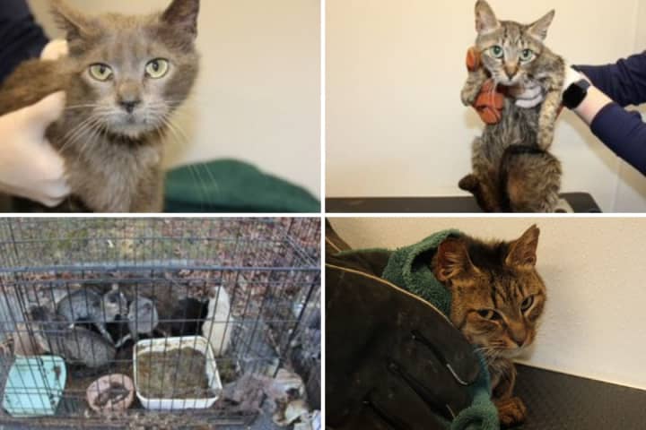 Father, Son Charged After 26 Cats Found Living In Hoarding Conditions In Islip, Police Say