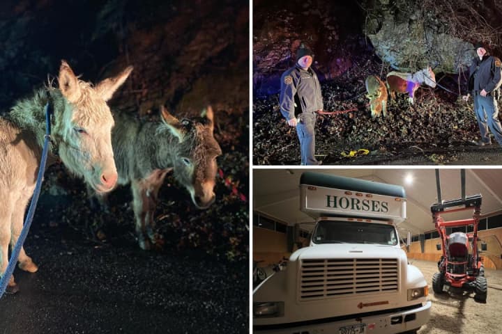 Donkeys Found Roaming On Roadway In Hudson Valley