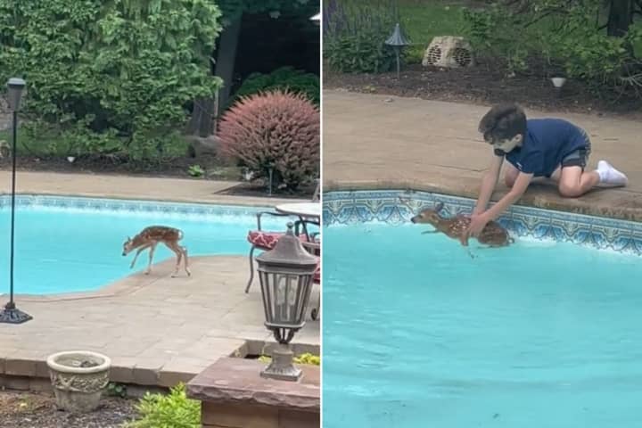 Oh Deer: Boy Rescues Fawn From Swimming Pool At Long Island Home (Video)