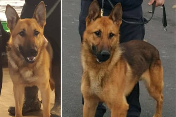 Police Dog Stabbed 12 Times, Officer Injured During Burglary Arrest In Troy