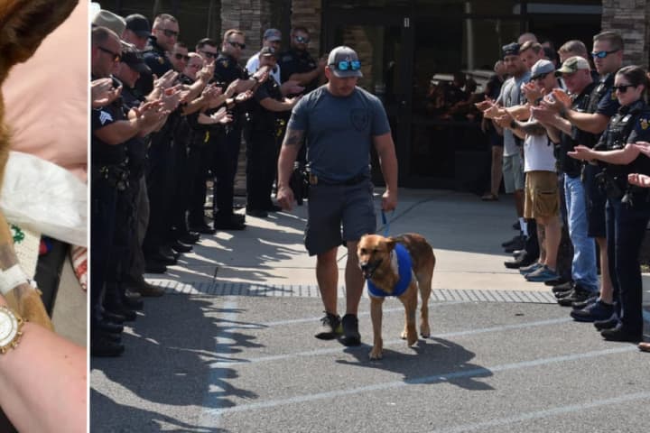 New Update: Police Dog Stabbed During Arrest In Region Released From Vet: 'Remarkable Recovery'