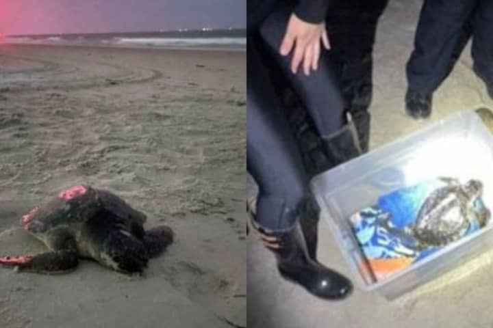 ‘Critically’ Endangered Sea Turtle Washes Up On Long Island Beach; Here’s Where It Will Go Next