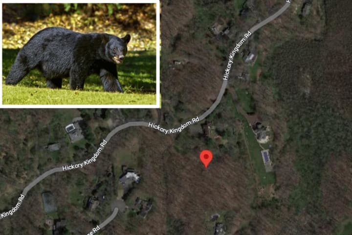 Rare Bear Attack: Child Hospitalized In Downstate NY