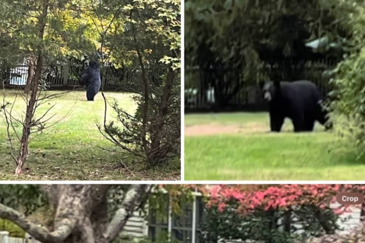 Bear Spotted In Westchester Backyard: Here's Where