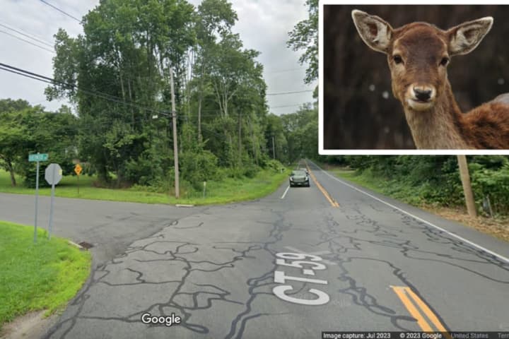 Woman Injured After Pickup Truck Hits Deer, Sends It Flying Into Her SUV In Easton: Police