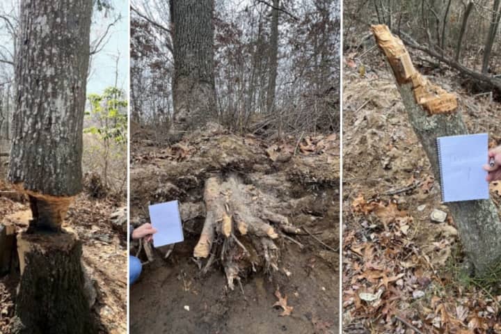 Man Building 'Hang Out' Spot Clears $20K Worth Of Timber From Long Island Park: DA