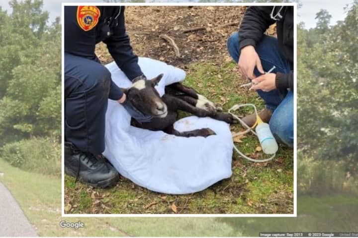 Tips Sought After Sheep Found Tied To Tree In East Moriches Woods