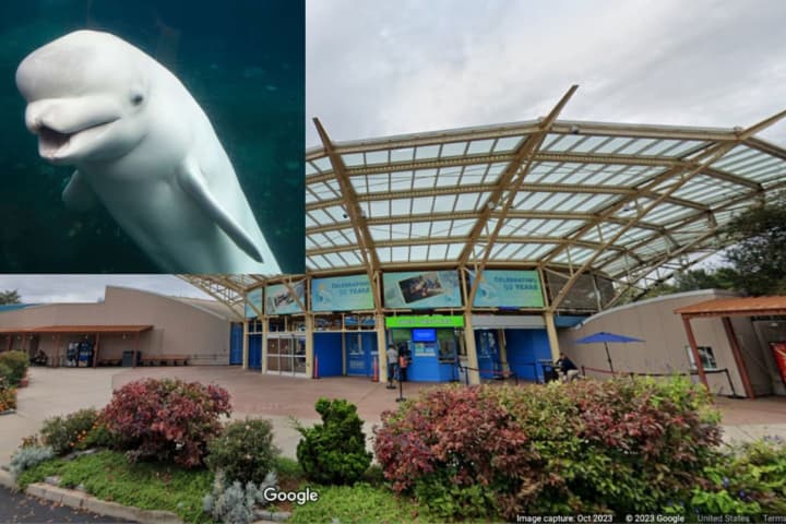 Beluga Whale Dies At Mystic Aquarium In CT