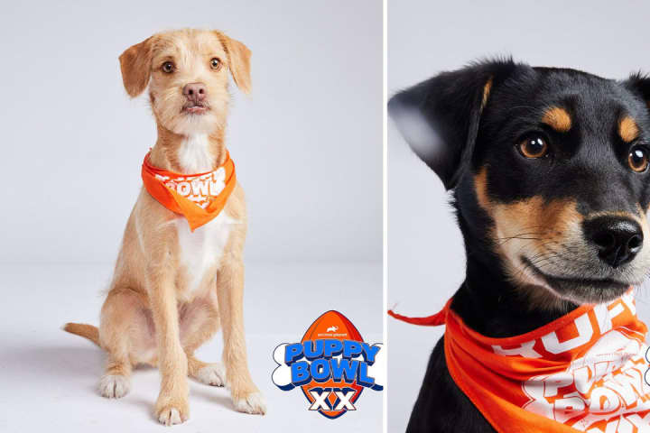 'We're So Proud': Animal Planet's Puppy Bowl To Feature 2 Dogs From Westchester