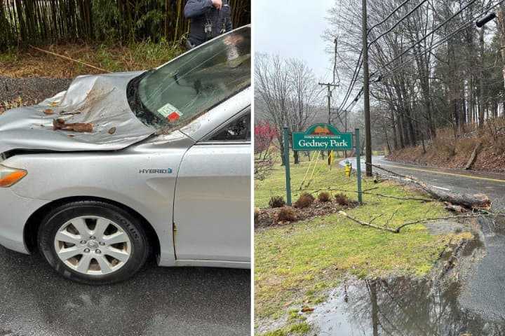 Large Tree Falls On Occupied Car Near Park In Westchester