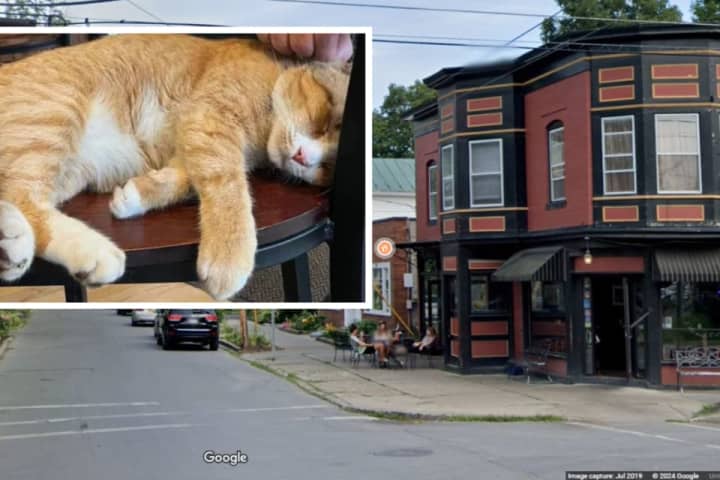 Owner Of Area Deli Abandons Woman's 'Sweet' Cat In Sub-Freezing Temps, She Claims