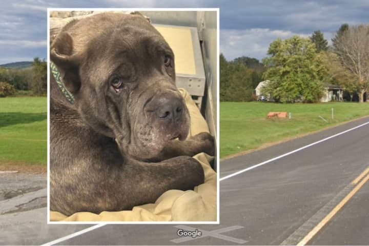 ‘Shameful, Cowardly’: Cancer-Stricken Dog Abandoned Along Capital Region Highway