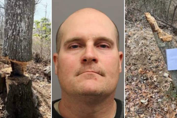 Fitting Punishment Awaits Man Who Cleared $20K Of Timber From Nesconset Park, DA Says