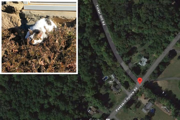 Feral Cat Tests Positive For Rabies In Hudson Valley: Here's Where It Was Found