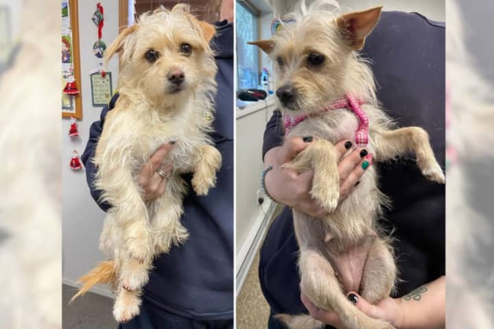 Canines 'Thelma & Louise' Abandoned At Long Island Park; $5K Reward Offered For Information