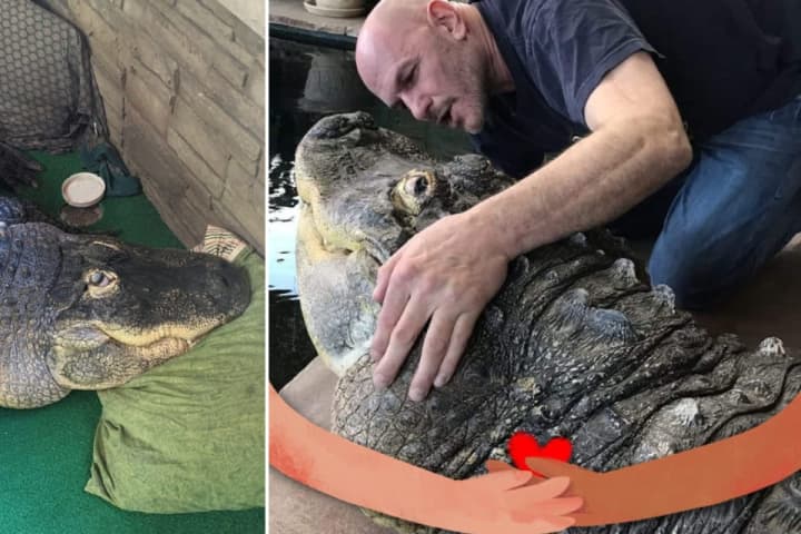 Where's Albert? 11-Foot Gator's Seizure From NY Home Sparks Backlash: 'Kind Of Messed Up'