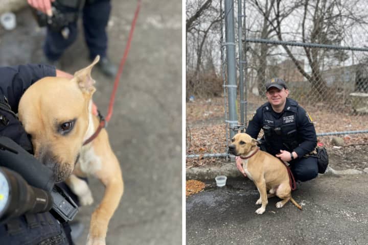 Dog Found Tied To Tree, Left Overnight In Westchester Park