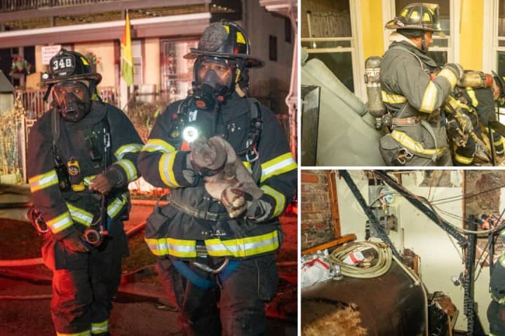 Cats, Dog, Rabbit Rescued From House Fire In Westchester: Investigation Ongoing
