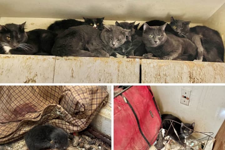 Nearly 40 Cats Found Living In 'Filth, Garbage' In Westchester Apartment