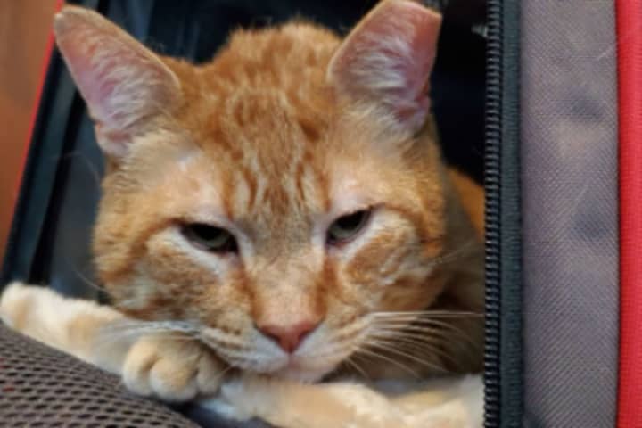 Baltimore Cat Shot In Neck Gets Second Chance At Life