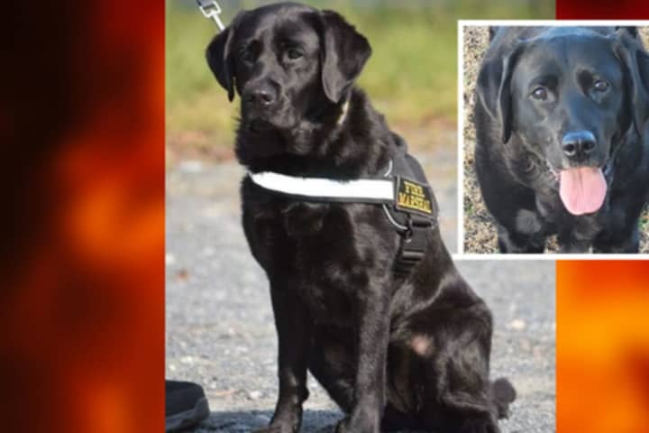 Dog-Gone Good Job: Accelerant Detection K-9 Billie Retires After Nearly 100K Alerts