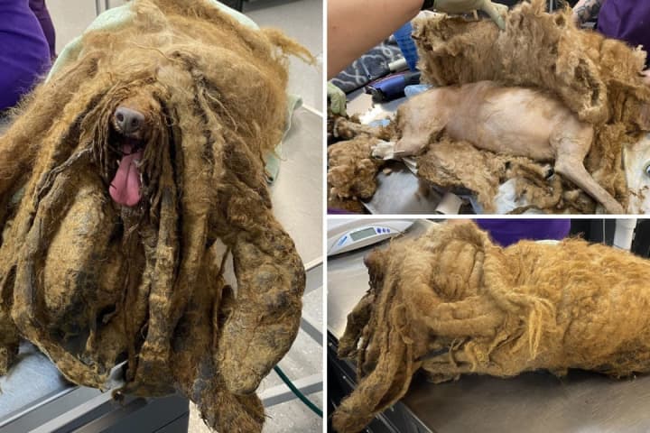 Extremely Matted Mini-Poodle Found At Hudson Valley Residence: Owner Charged, Police Say