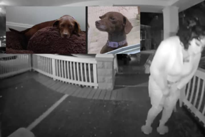 Porch Pirate Plunders Pup From District Heights Home (VIDEO)