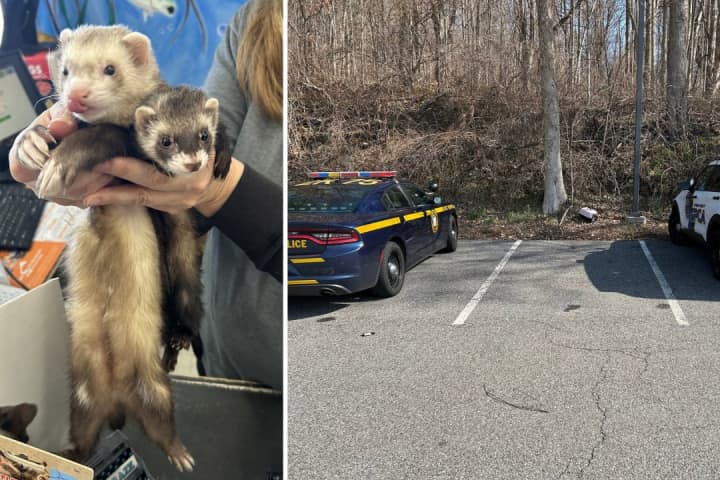 2 Ferrets Found Abandoned In Crate At Parking Lot In Region: Suspect At Large