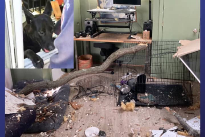 Metal Crate Protects Lucky Pup After Tree Falls Through Takoma Park Home