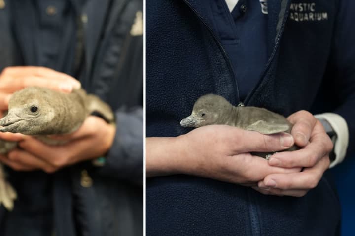 2 Penguin Chicks Born At CT Aquarium: Part Of Effort To Protect Critically Endangered Species