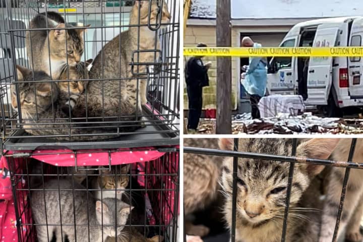 New Details: 150 Starving Cats Seized After Man, Woman Found Dead In Northern Westchester Home