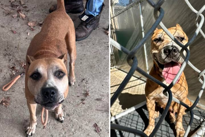 Hudson Valley Animal Shelter Seeks Answers After Dog Chained To Front Door, Abandoned
