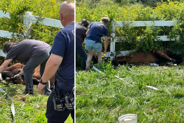 Fallen, Stuck Horse Rescued By Quick-Thinking Firefighters In East Windsor