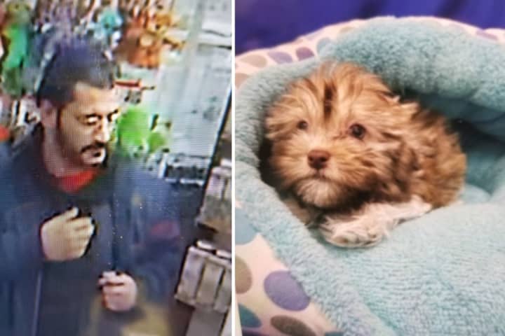 Man Wanted For Stealing Puppy From Huntington Station Pet Store, Police Say