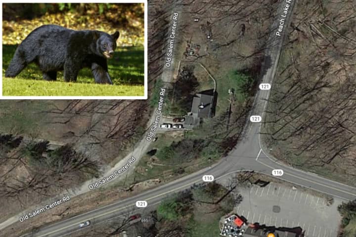 Pair Of Bears Spotted Near Northern Westchester Intersection: Here's Where