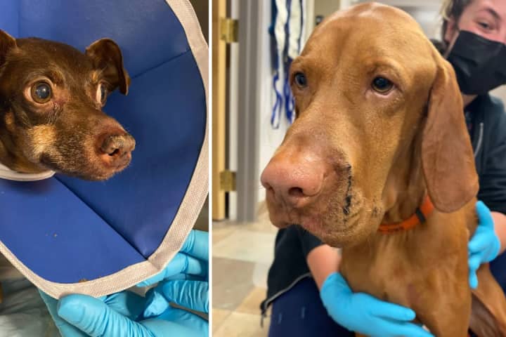 Dogs Bitten In Face By Rattlesnake Rushed To Middletown Vet