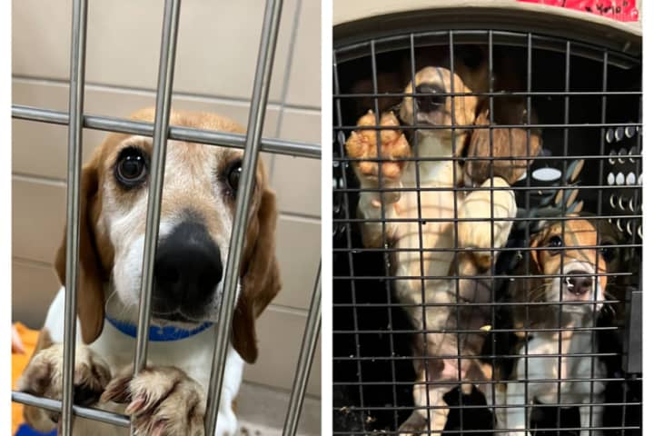 MSPCA Putting In The Hard Work For 4,000 Beagles Rescued From Virginia Research Lab