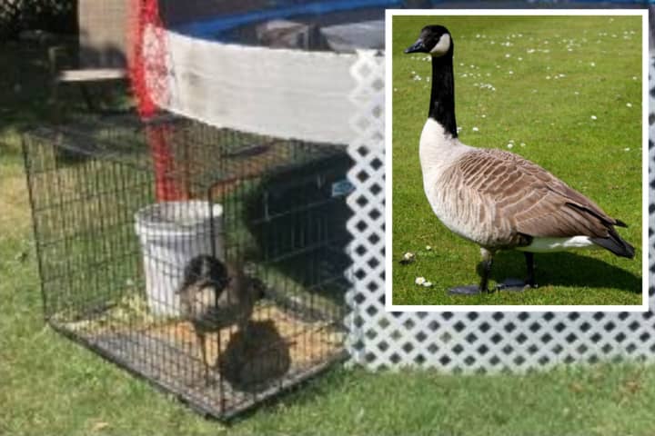 Silly Goose: Long Island Woman Ticketed After Illegal 'Pet' Bird Found Caged