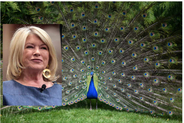 Coyotes Kill Six Peacocks In Broad Daylight At Martha Stewart's Hudson Valley Estate